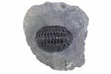Beautiful Morocops Trilobite - Ofaten, Morocco #359606-2